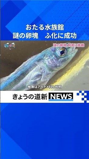 ＜わくわく おたる水族館＞アイナメ科の魚がふ化 環境整備実り4.5センチに成長 #小樽 #北海道ニュース #北海道観光 #おたる水族館 #北海道新聞