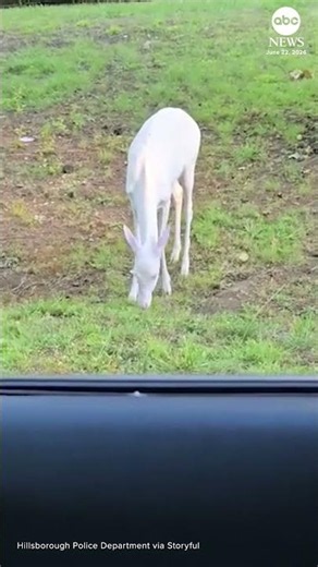 Albino deer spotted in a residential area in NC