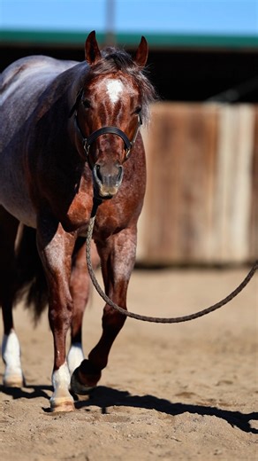 The one you can’t take your eyes off of. 𝗔𝗥𝗘𝗬𝗕𝗘 2020 AQHA Stallion By Stevie Rey Von × Stylish Play Lena True Open Earnings: $160,250 𝗖𝗼𝗻𝘁𝗿𝗮𝗰𝘁𝘀 𝗳𝗼𝗿 𝟮𝟬𝟮𝟲 𝗻𝗼𝘄 𝗮𝘃𝗮𝗶𝗹𝗮𝗯𝗹𝗲 at Valley Equine Reproduction 2026 Breeding Fee: $3,500 https://valleyequinerepro.com/stallions/areybe/ #Areybe #BreedingSeason #AQHAStallion #PerformanceHorse #EliteBloodlines | Areybe Stallion