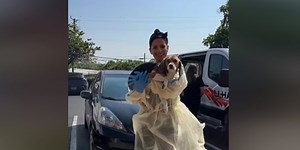 Beagles up for adoption in Nashville after being rescued from testing facility