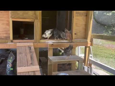 CHICKEN COOP WISDOM EPISODE 1- OUR ANUNNAKI PARENTS & EPIGENETICS