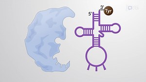 Video: tRNA Activation