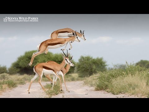 What is So Special About the Springboks?