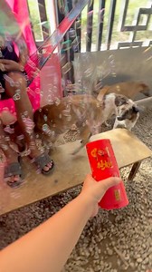 Happy New Year! Ayaw nila sa paputok pero ayaw din nila sa bubnles😂 | Husky Pack TV Vlogs