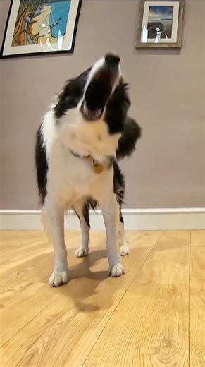 124K views · 951 reactions | Barking now equals timeout. 狼 #Collie #DogTrainingTips #BorderCollie #dogreels #dogsofinstagram | Dogs Behaving Very Badly | Facebook
