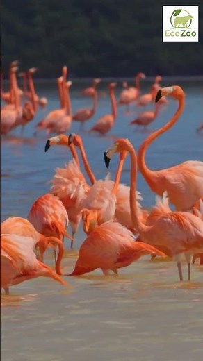 🦩What Makes Flamingos So Impossibly Pink? #wildlife #interesting #shorts