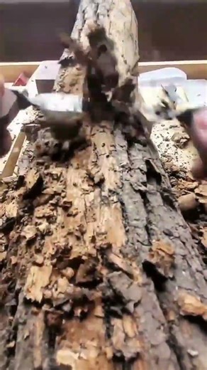 Peeling Dry Bark from a Log with a Drawknife Tool for Professional Woodworking Projects