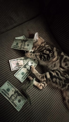 Understanding Bengal Cats: Traits and Care Tips