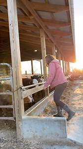 Operation: get this new bottle calf on the mend Backstory: last week I noticed this new few day old calf not looking as thrifty as I would except. We brought him and his mama up to barn to keep a closer eye on them. Sure enough my suspicions were correct, she did not come into great milk and this calf was hungry. While still keeping them together in hopes that her milk supply would kick in with him still trying to nurse, we started to supplement him with milk replacer. And now 5 days later we ar