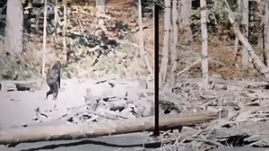 File:Patterson-Gimlin Film HD 60fps.webm - Wikimedia Commons