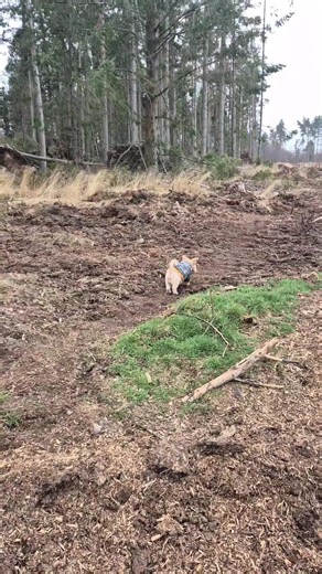 #backtorain#somuchforspring#max #maxwithabowtie #yorkies #Aberdeenshire