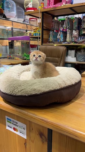 ماشاءالله اجمل انواع الجولد - ny12 - n25 سناب المحل ( animal_peet ) - انستا المحل ( the_spoiled_peet ) #الرياض #الحيوان_المدلل_1 #الحيوان_المدلل