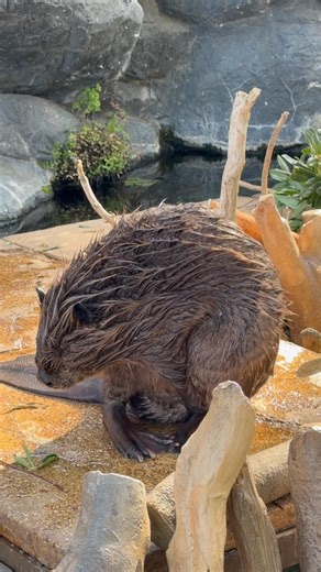 しっかりモミモミ！ #ビバ活 #americanbeaver #cute #zoo #beaver #animals #アメリカビーバー #cuteanimals #ビーバー #可愛い動物