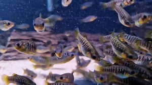 These Limia nigrofasciatus have no table manners...all after the pleco pellet at the same time 😊 | Pier Aquatics