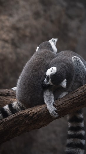 What the lemur extinction crisis means for global biodiversity