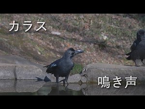 カラスの鳴き声 と おまけ(4K60p)