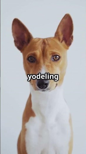 This Dog Doesn’t Bark… It Yodels