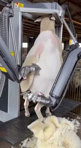 Can AI Shear a Sheep Better Than a Human? 🤖🆚