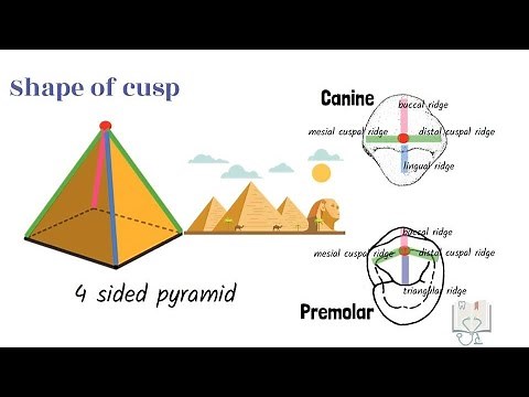 Anatomical Landmarks of Teeth- Part 1 (Elevations)