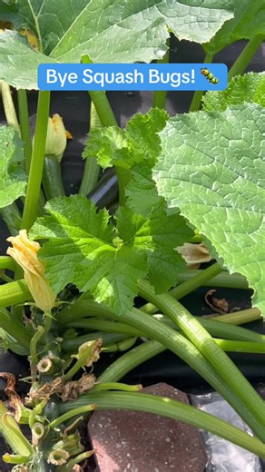 Effective Ways to Combat Squash Bugs Organically
