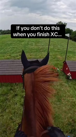 Essential Post-Ride Steps for Equestrians