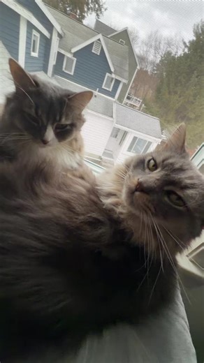 They so cute when they snuggle 🥰 #kitty #cat #fyp #snuggle #cute