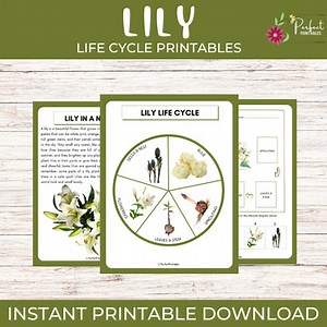 Life Cycle of a Lily Worksheet | Flowering Plant Unit Study With Fun Facts!