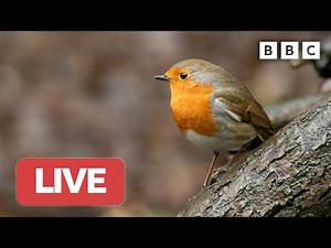 🔴 LIVE wildlife cameras 🦅 26 January ❄️ BBC Winterwatch 2023
