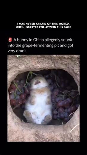 Wildlife abyss on Instagram: "Follow @wildlife.abyss for the best nature, animal, planet, and geography content A bunny in China allegedly snuck into a grape-fermenting pit and got very drunk! While this story is humorous and highly circulated, it brings up a serious and fascinating point about how animals process alcohol in the wild. The rabbit likely encountered naturally fermented grapes, where yeast on the fruit skin converts sugars into ethyl alcohol. For a small mammal, even a small amount
