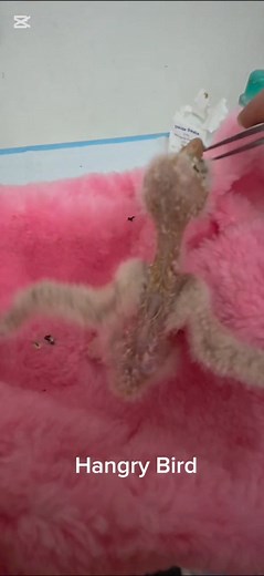 Two weeks in, and our little barn owlet is changing fast! Its eyes have just opened, and that tiny face is still completely dominated by its beak — a classic barn owl look at this age. Although it’s starting to manage slightly larger pieces of food, it still can’t thermoregulate, so warm, stable temperatures are essential for its survival. Its body is covered in just a sparse layer of down, and despite these early milestones, it definitely knows how to make its needs heard… the food-demanding sc