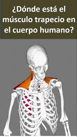 musculo trapecio