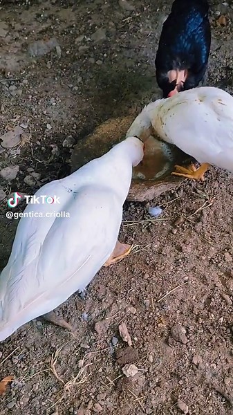 Cómo identificar si un pato es macho o hembra