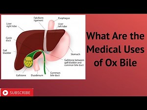 What Are the Medical Uses of Ox Bile