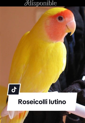 Roseicolli Lutino Papillero #limaperu🇵🇪 #piura #mancora #tumbes #chiclayo