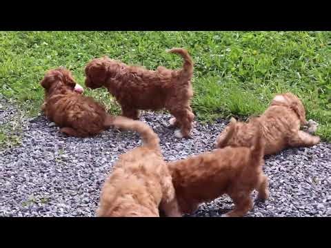 Cavapoo Puppies For Sale