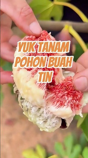 Yuk Tanam Pohon Buah Tin