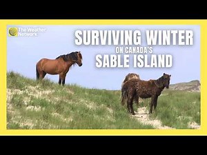 Winter Took a Heavy Toll on Sable Island's Famed Wild Horses Last Year