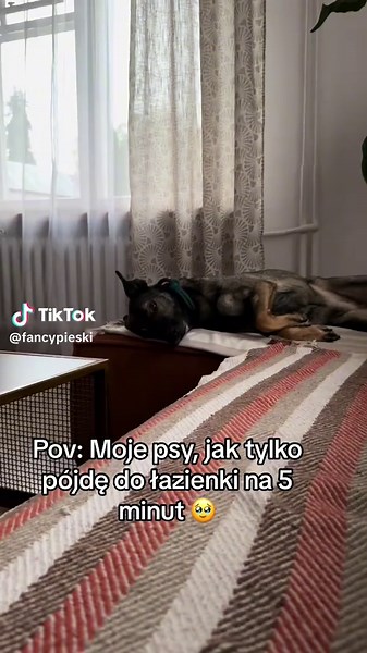 Where is Matka? 😭 P.S śmiech śmiechem ale nie pozwól psu łazić za Tobą jak cień 🤷🏻‍♀️ to nie jest dobre dla obu stron. . . . #funnydogvideo #dogmeme #piesek #pies ##piesel##funnydog#p#pieskie_życiep#pieskid#dogsoftiktokd#dogvideosd#dogp#psiesprawyz#zyciezpsemp#psiak@f@fancypieski