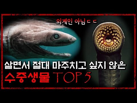 살면서 절대로 만나고 싶지 않은 공포의 수중 생물 TOP 5 - [무서운 이야기][괴담] - 숫노루TV