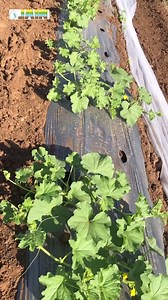 12K views · 123 reactions | Precision Sub-surface Watermelon farming with #JainTechnology ✅  Enriching the root health to fetch you with healthy, pulpier and lush red watermelons  #AgTech #Agri #WatermelonFarming #Gujarat #JainIrrigation #JISL | Jain Irrigation Systems Ltd. | Facebook