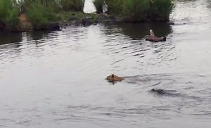 Lion VS. Gator, Who Wins? - AllOutdoor.com