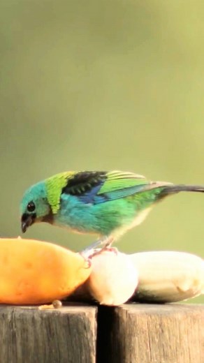 Green-headed Tanager (Tangara seledon) 👇 The Green-headed Tanager (Tangara seledon) is a living jewel of Brazil’s Atlantic Forest — a tiny explosion of color flitting through the treetops. With a shimmering emerald head, sapphire wings, golden shoulders, and patches of turquoise and black, it looks hand-painted by nature herself. These birds move in lively flocks, hopping among fruiting trees and sipping sweet nectar with delighted energy. Their soft chattering adds music to the forest’s mornin