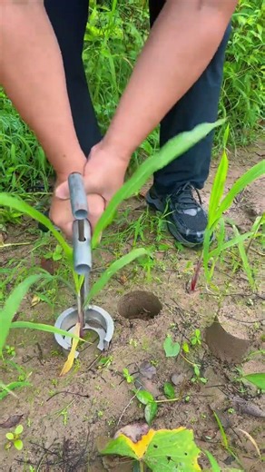 Master Soil Transplanting: Dig & Plant with Ease