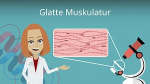 Glatte Muskulatur • Aufbau, Funktion & Typen
