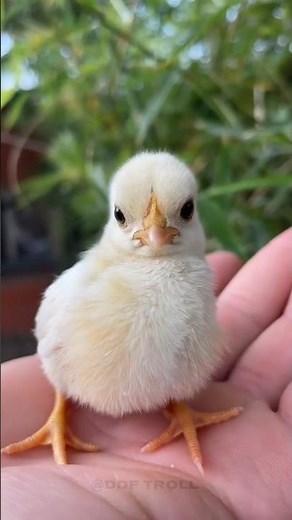 Amazing Animals transformation! 💀