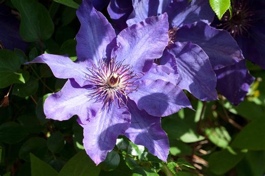 Gardening expert reveals their beginner’s guide to pruning clematis