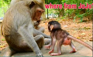 14K views · 468 reactions | Super cute tiny baby JoJo strong walking back to Mommy | Monkey Mister | Facebook