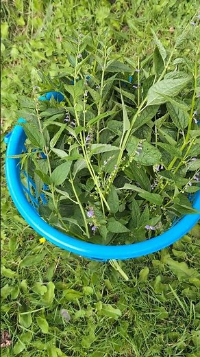 Skullcap! Herbs For Your Health! ❤️🌿⚕️