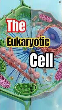 The Eukaryotic Cell