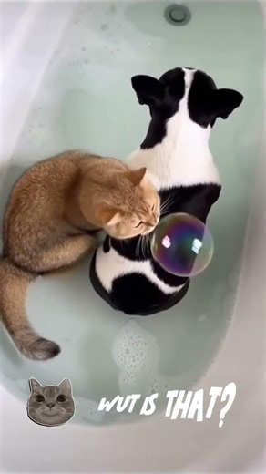 Bath Bubble Reaction